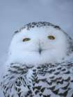 Finland, Ranua Wildlife Park. Snowy owl during winter. Art Print